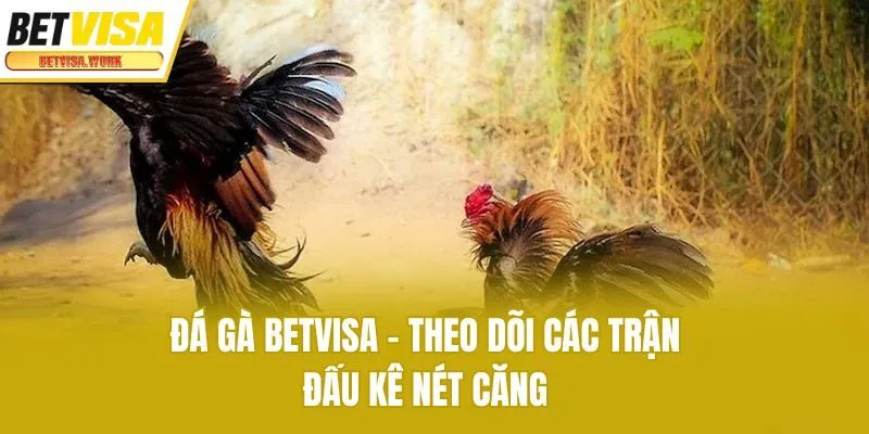 Đá gà Betvisa - Theo dõi các trận đấu kê nét căng