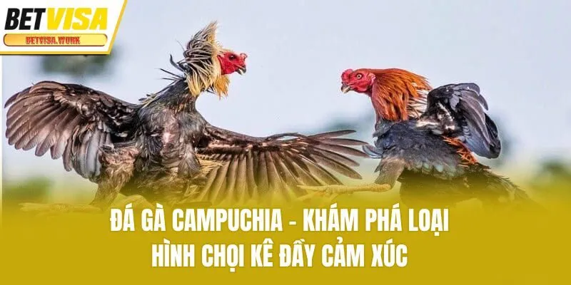 Đá Gà Campuchia - Khám Phá Loại Hình Chọi Kê Đầy Cảm Xúc
