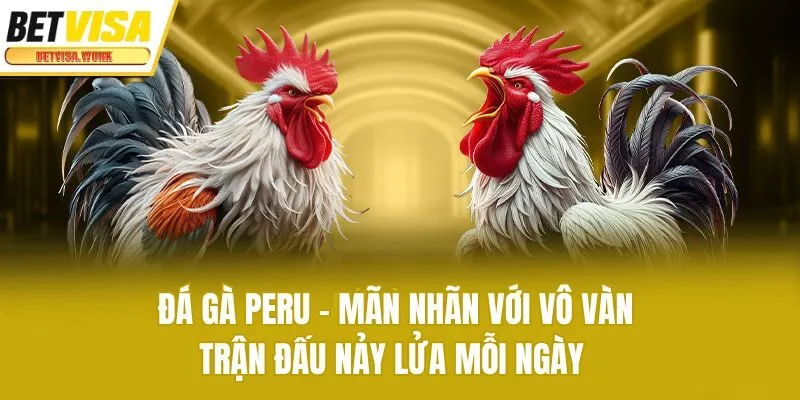 Đá Gà Peru - Mãn Nhãn Với Vô Vàn Trận Đấu Nảy Lửa Mỗi Ngày