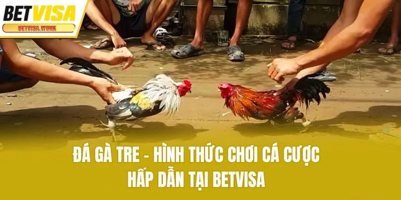 Đá Gà Tre - Hình Thức Chơi Cá Cược Hấp Dẫn Tại Betvisa
