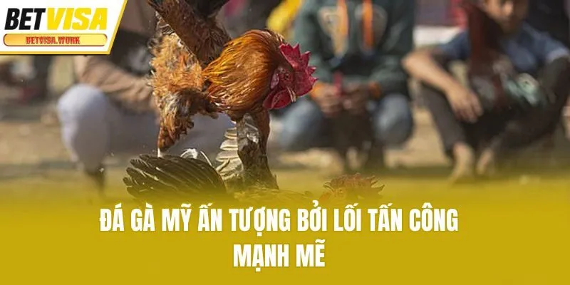 Đá gà Mỹ ấn tượng bởi lối tấn công mạnh mẽ