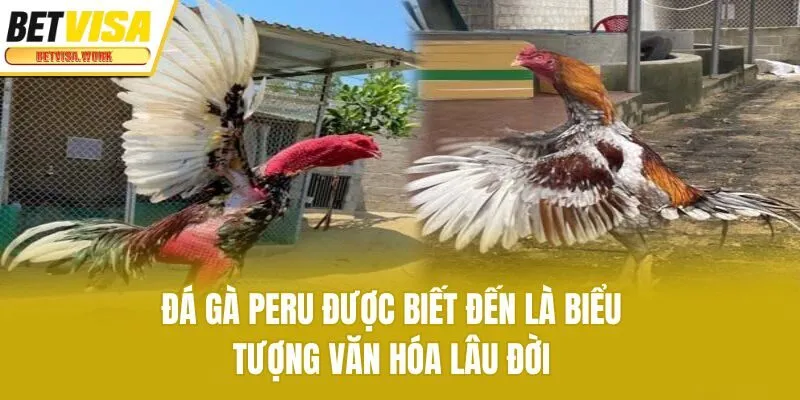 Đá gà Peru được biết đến là biểu tượng văn hóa lâu đời