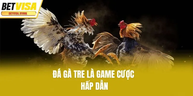 Đá gà tre là game cược hấp dẫn