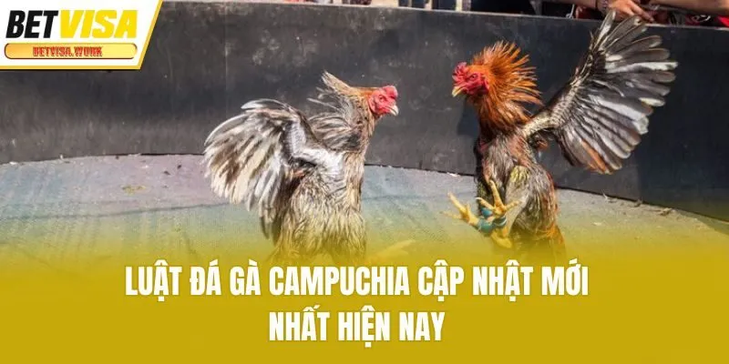 Luật đá gà Campuchia cập nhật mới nhất hiện nay