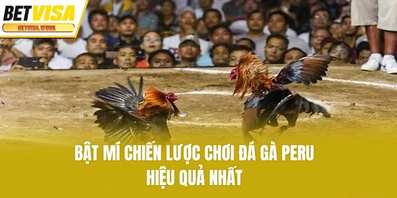 Bật mí chiến lược chơi đá gà Peru hiệu quả nhất