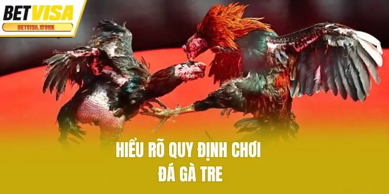 Hiểu rõ quy định chơi đá gà tre