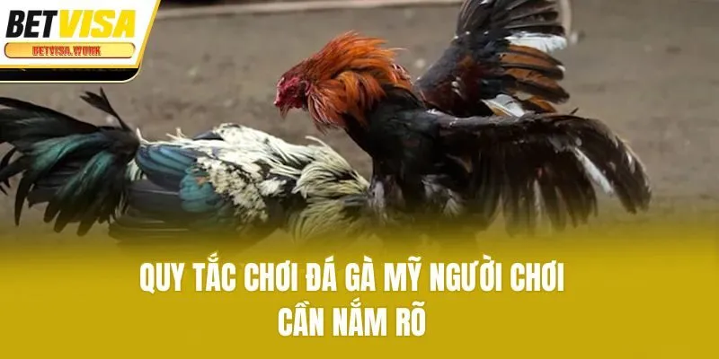 Quy tắc chơi đá gà Mỹ người chơi cần nắm rõ