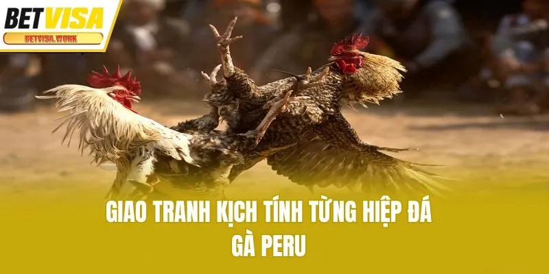 Giao tranh kịch tính từng hiệp đá gà Peru