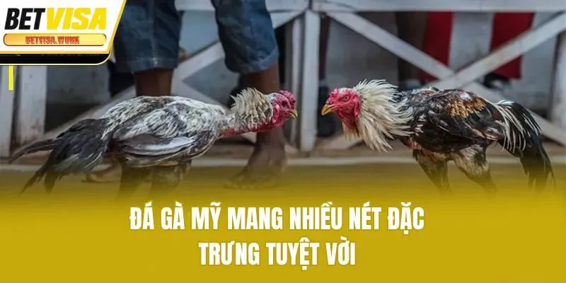 Đá gà Mỹ mang nhiều nét đặc trưng tuyệt vời