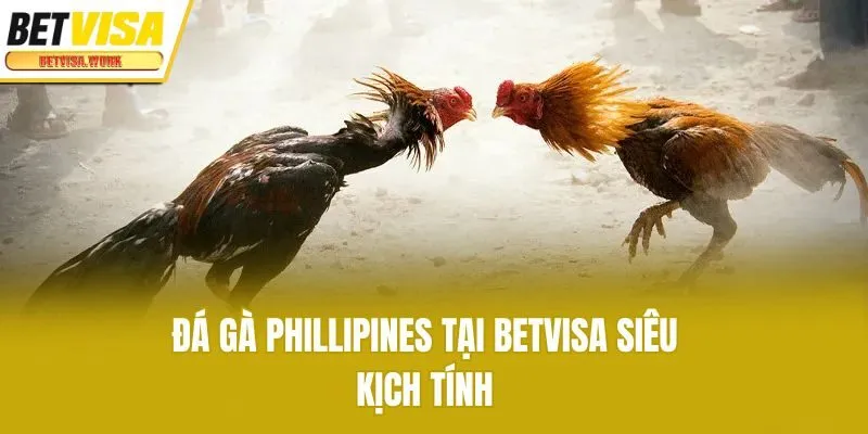 Đá gà Phillipines tại Betvisa siêu kịch tính